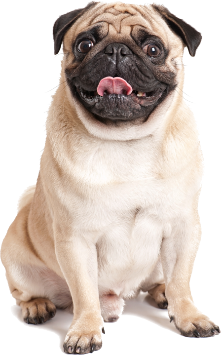 Pug and Pug
