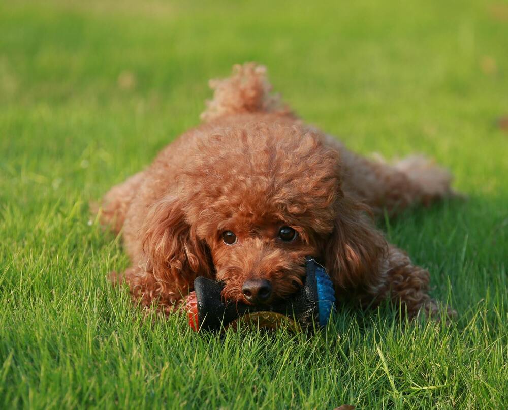 criadero canino