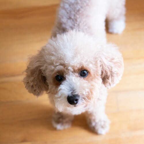 buy a toy poodle