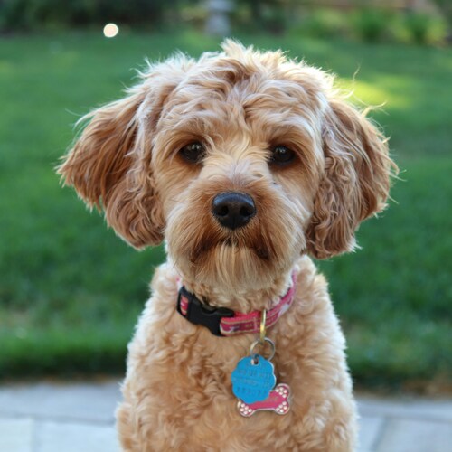 Cavapoo breed
