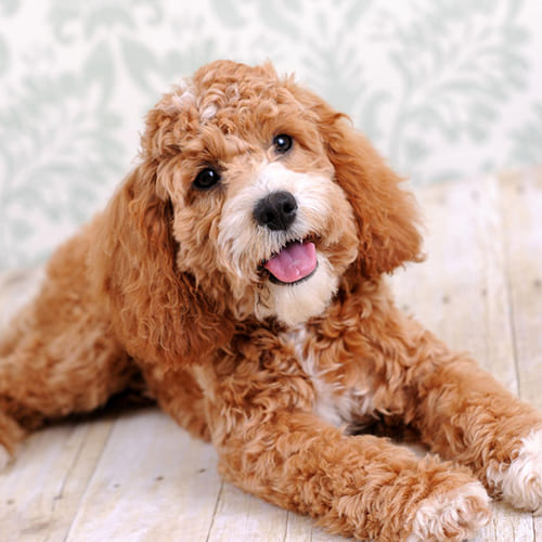 Cockapoo breed