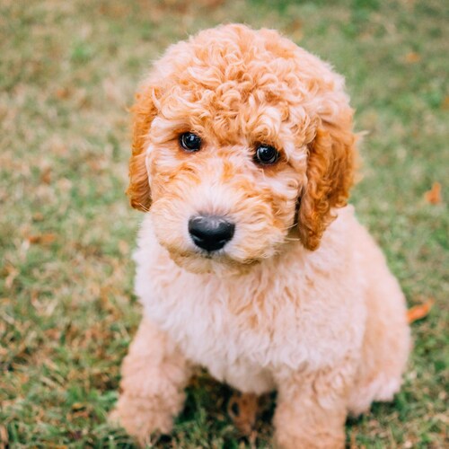 Goldendoodle breed