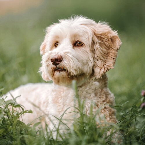 Labradoodle breed
