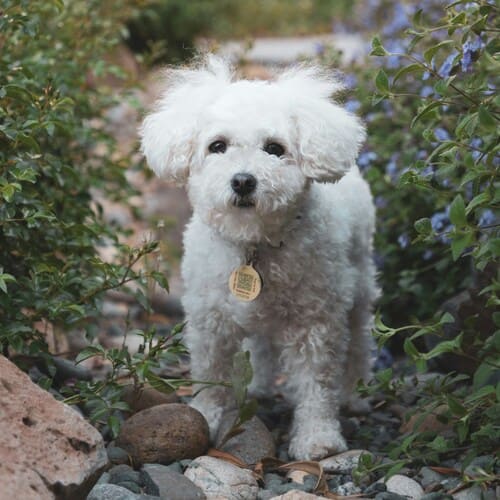 raza maltipoo