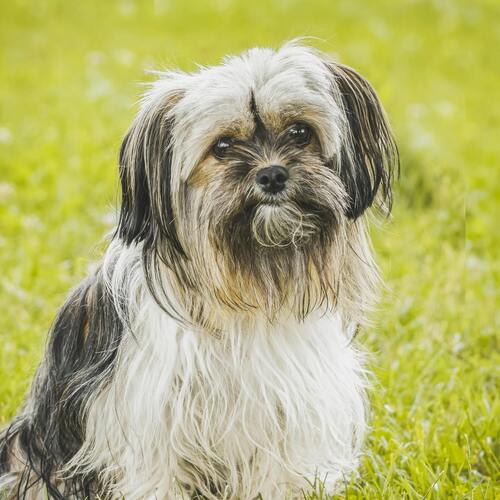 Shi Tzu breed
