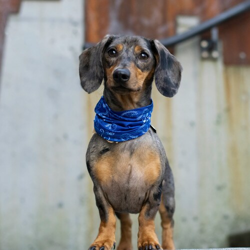 Dachshund breed