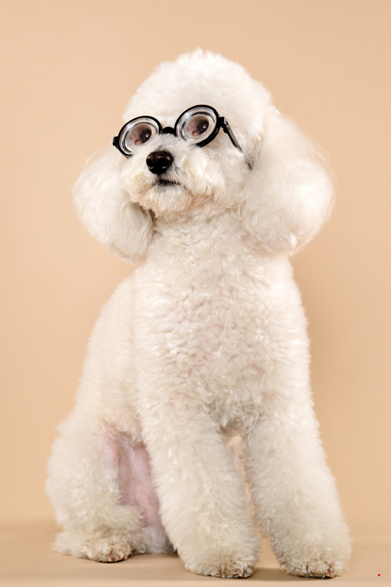 cockapoo