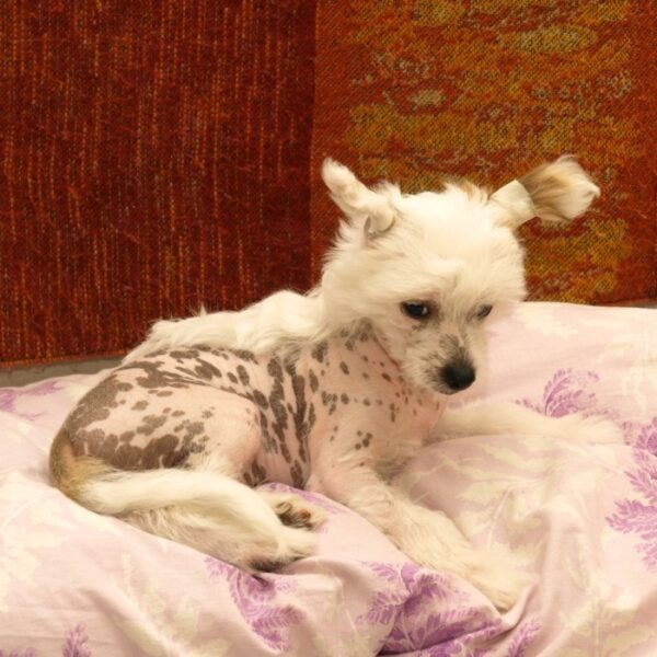 chinese crested dog