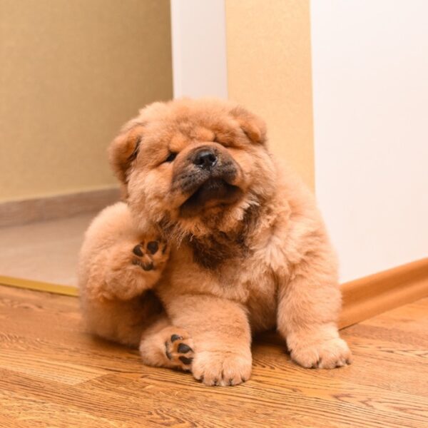 chow chow