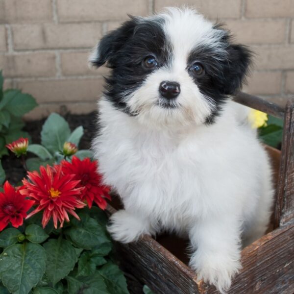 havanese dog