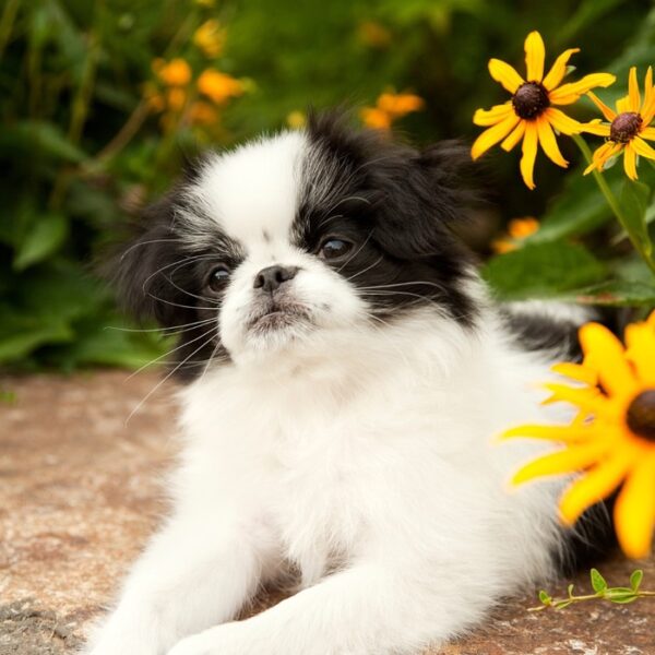 japanese chin spaniel