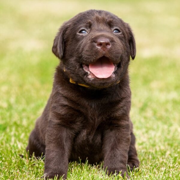 Labrador breed