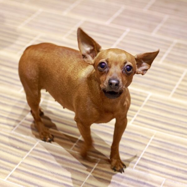 miniature pinscher