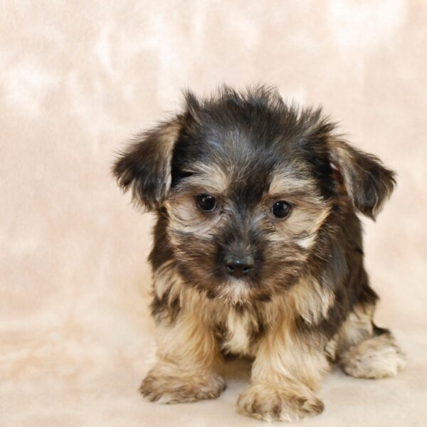 morkie