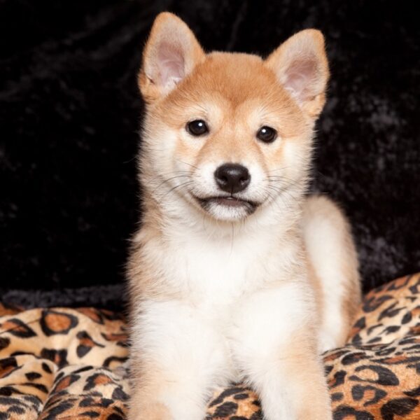 shiba inu