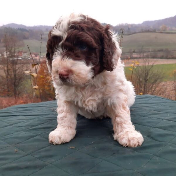 spanish water dog