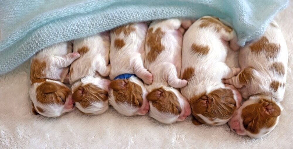 dog deliveries breeder