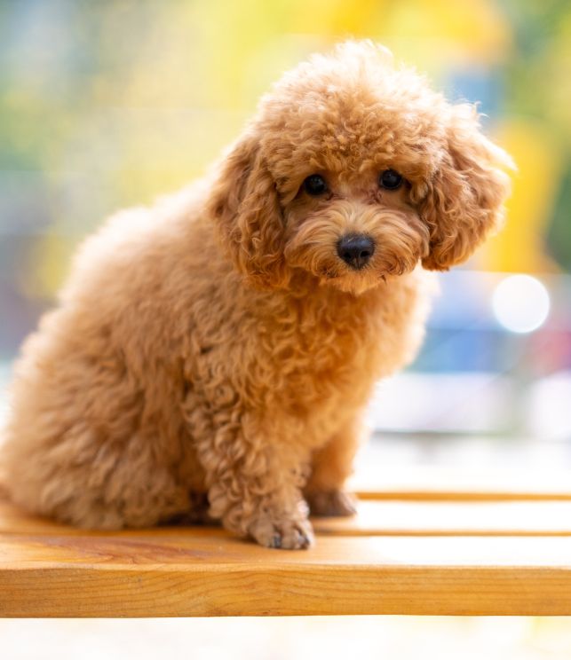 apricot toy poodle breeder