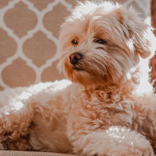 breeder maltipoo