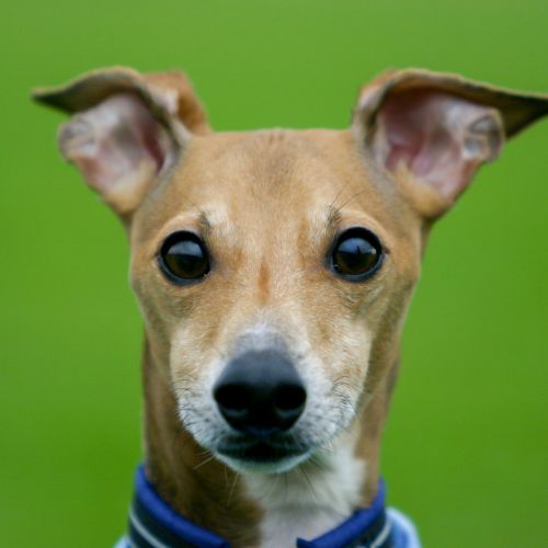 dog breed lebrel