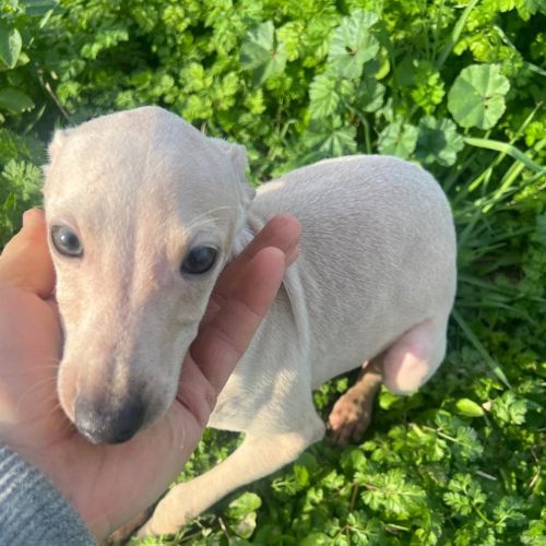 dog italian greyhound
