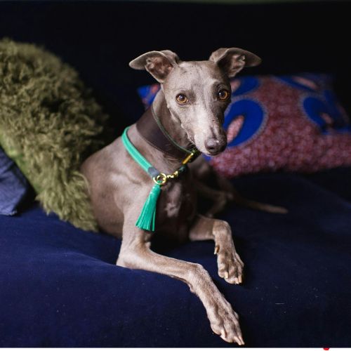 greyhound breeders