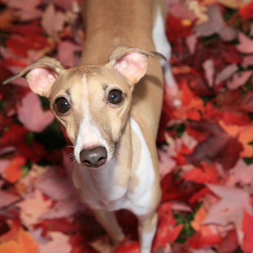 italian greyhound 8