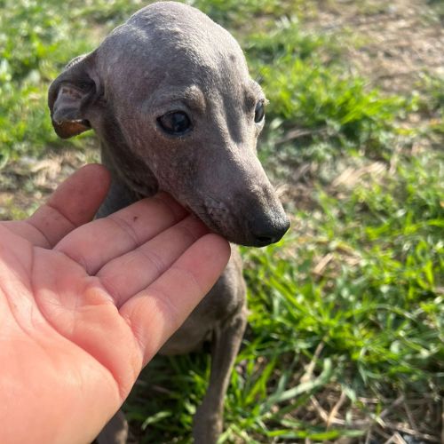 italian greyhound dog