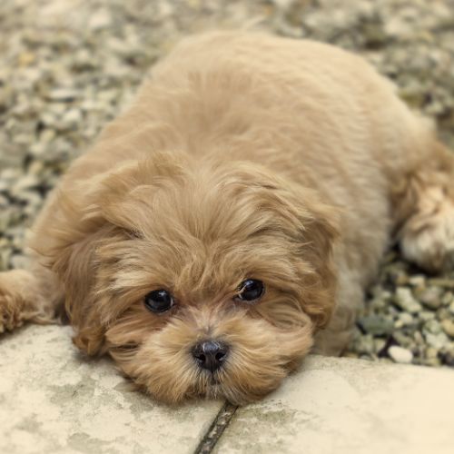 kennel maltipoo toy
