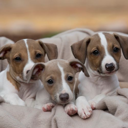 lebrel puppies 3