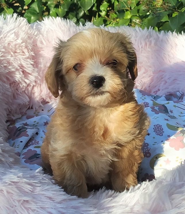 maltipoo 1