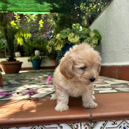 maltipoo breeding