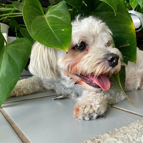 maltipoo dog kennel