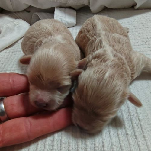 maltipoo kennel