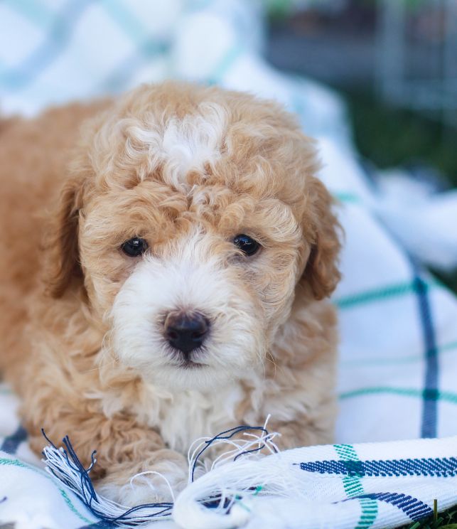 maltipoo kennel price