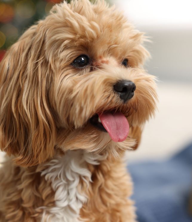 maltipoo kennel