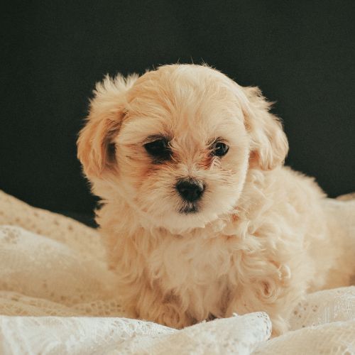 maltipoo puppy