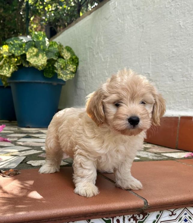 maltipoo puppy 2