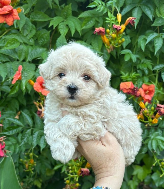 maltipoo puppy 3