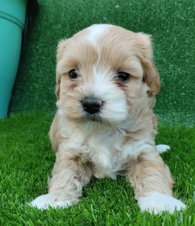 maltipoo puppy 4