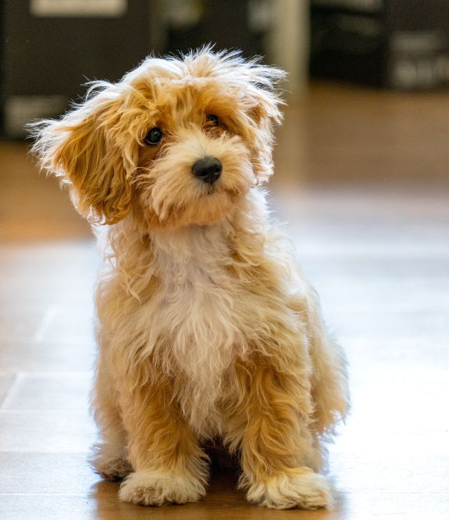maltipoo puppy 5