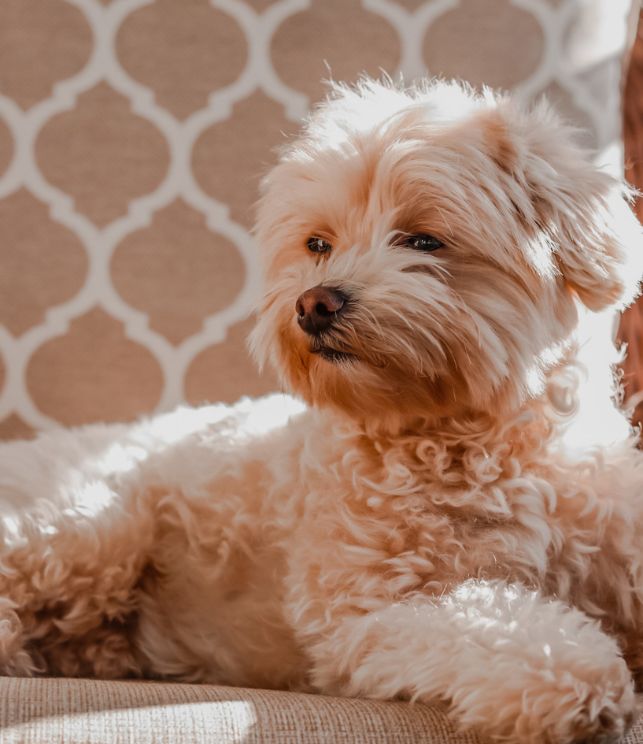 maltipoo puppy 6