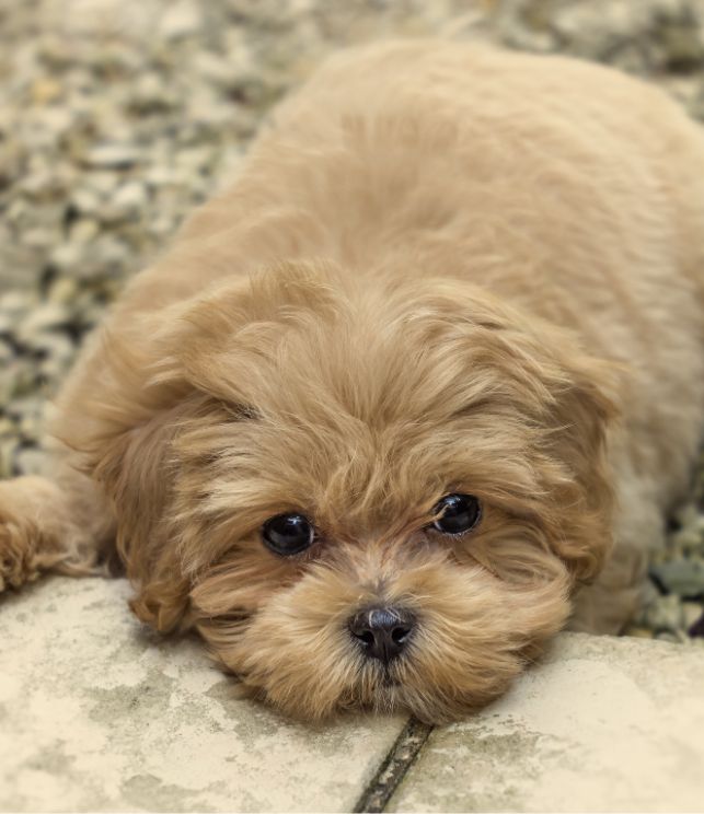 maltipoo puppy 7