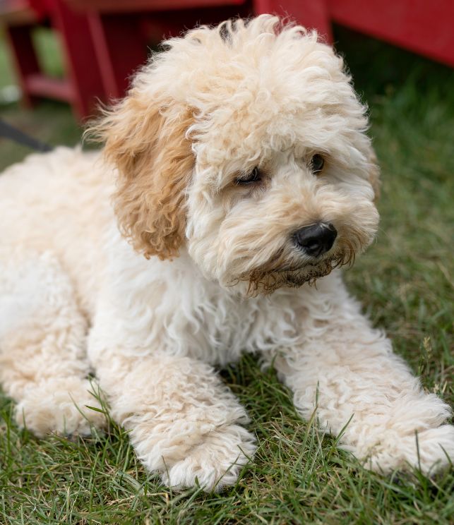 maltipoo puppy 8
