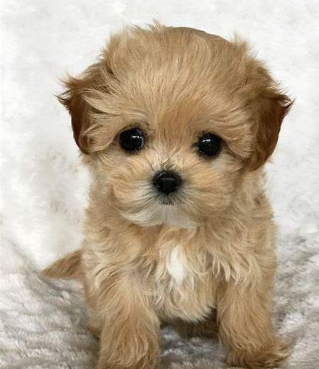 maltipoo puppy