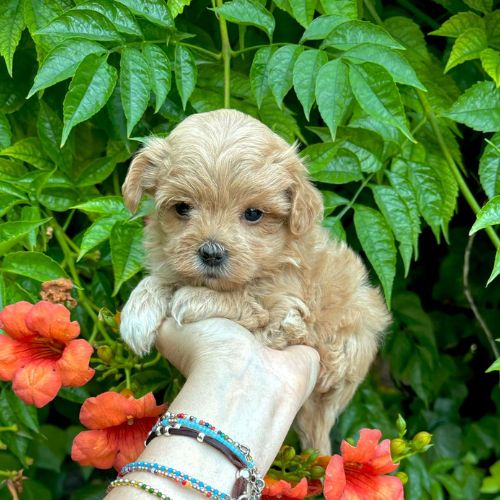 maltipoo teacup kennel