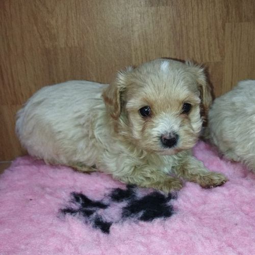 maltipoo toy kennel