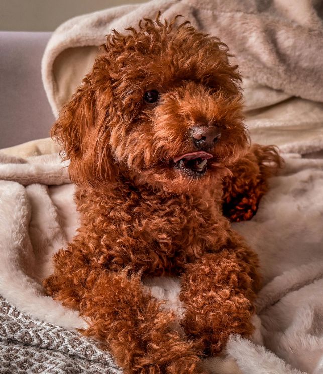 poodle 2