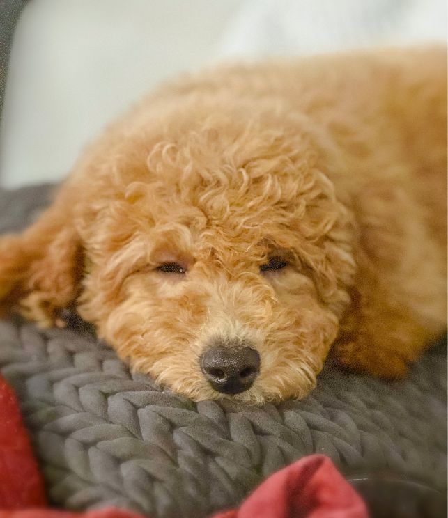 poodle 3
