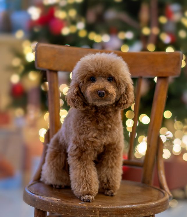 poodle 4